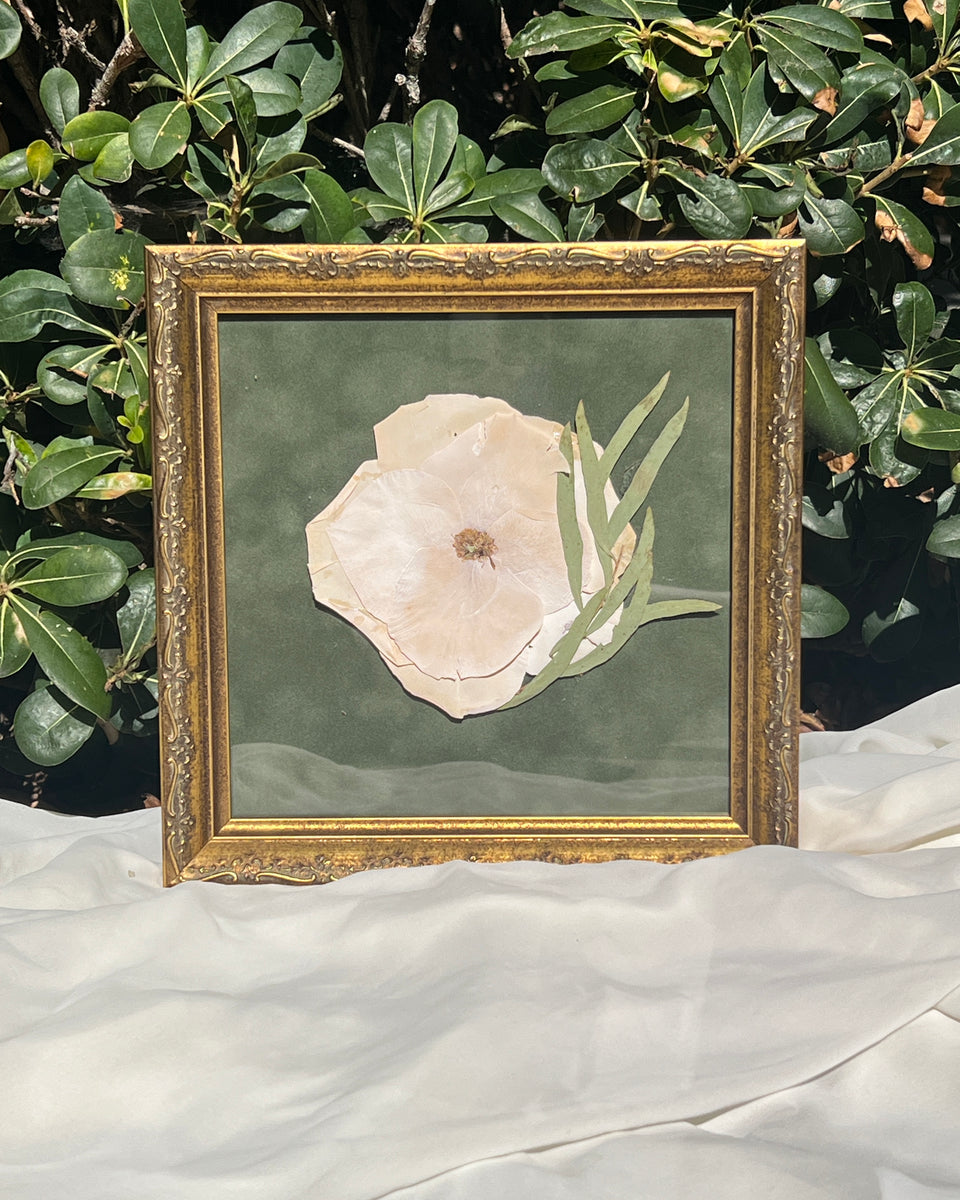 Pressed Flower Frames